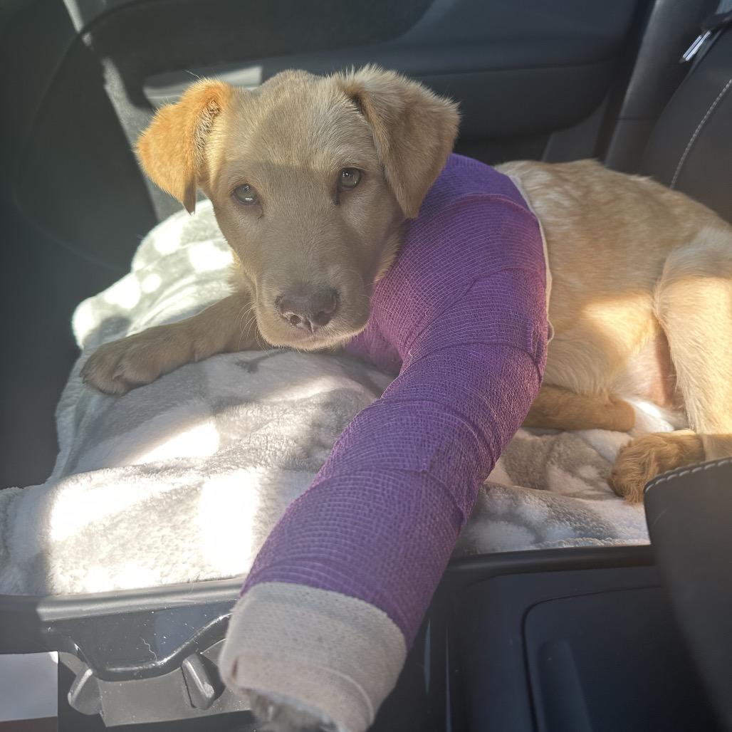 Enlarge Poppy, a Adoptable Yellow Labrador Retriever in San Antonio, TX image 2/6