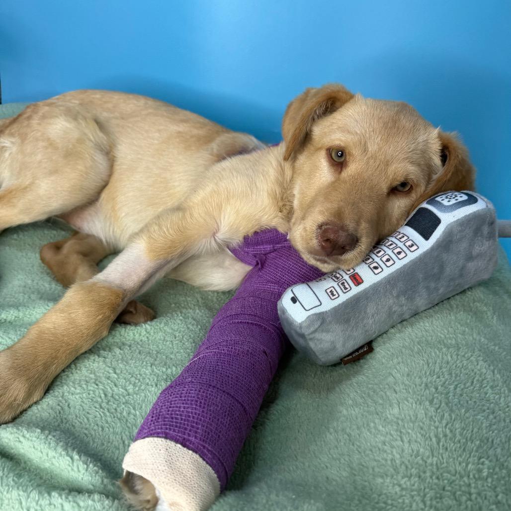 Enlarge Poppy, a Adoptable Yellow Labrador Retriever in San Antonio, TX image 3/6