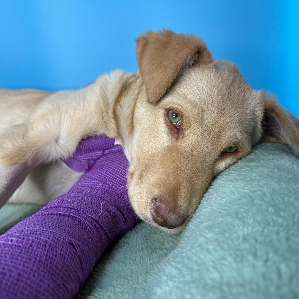 Enlarge Poppy, a Adoptable Yellow Labrador Retriever in San Antonio, TX image 4/6