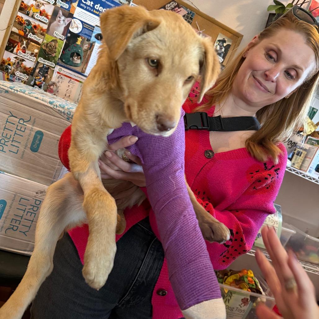 Enlarge Poppy, a Adoptable Yellow Labrador Retriever in San Antonio, TX image 5/6