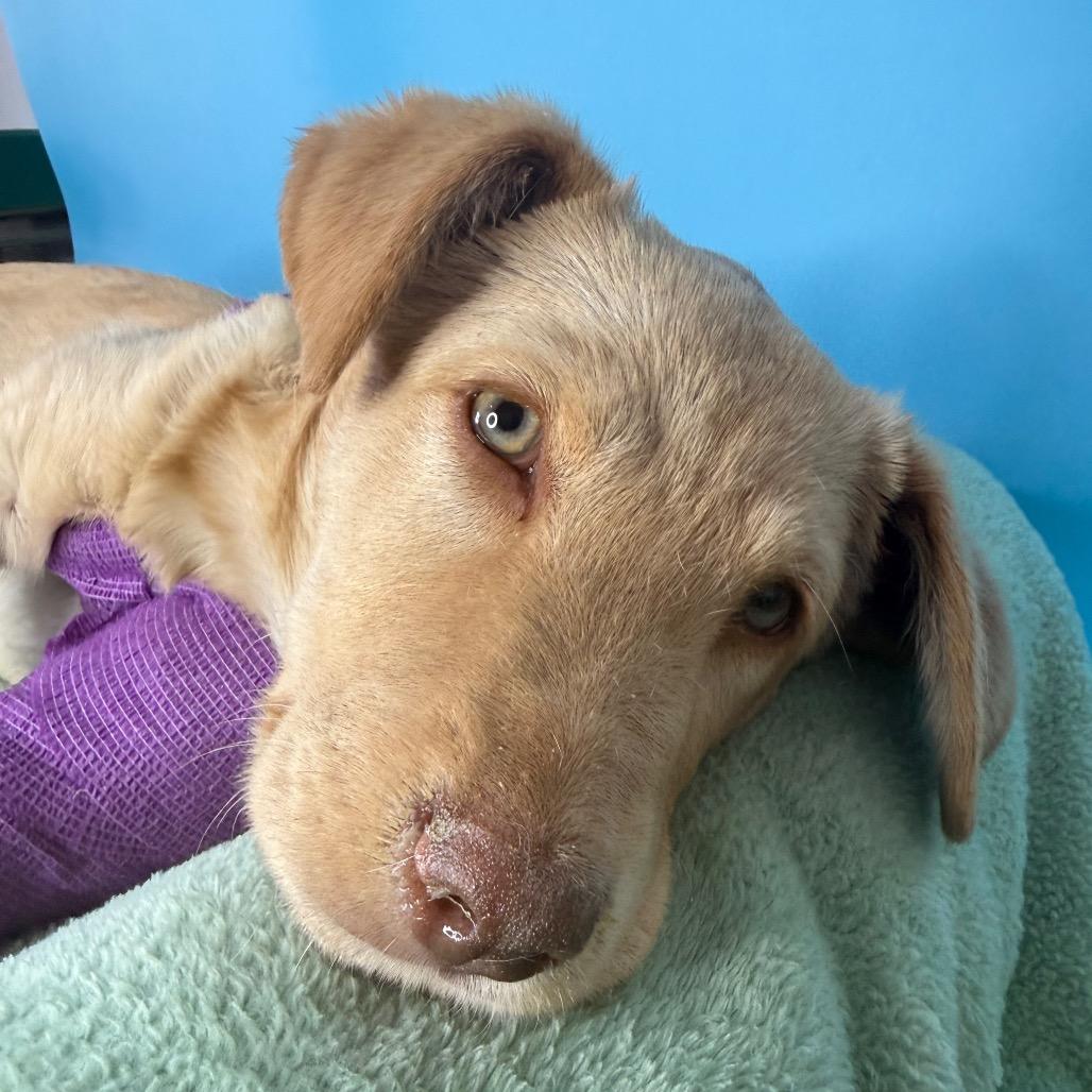 Enlarge Poppy, a Adoptable Yellow Labrador Retriever in San Antonio, TX image 6/6