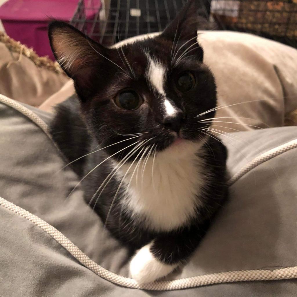 Enlarge Jessica (Tippy) (Pissy), a Adoptable Domestic Short Hair in St. Peters, MO image 1/1