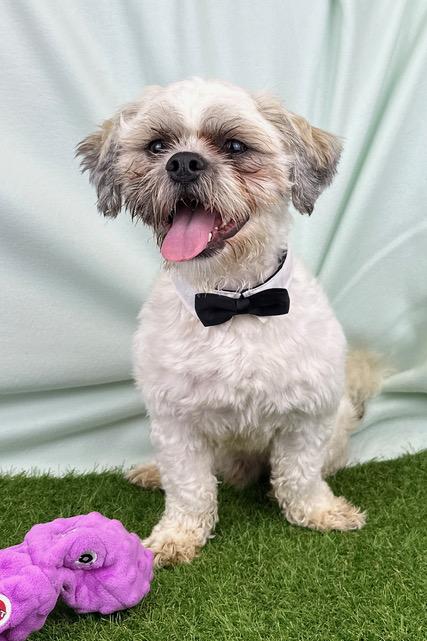 Enlarge Chevy, an adopted Shih Tzu in Kerrville, TX image 2/2