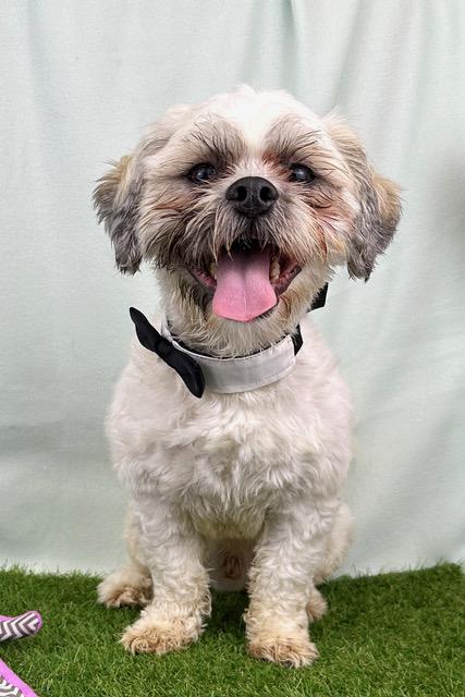 Chevy, adopted, Adult Male Shih Tzu.