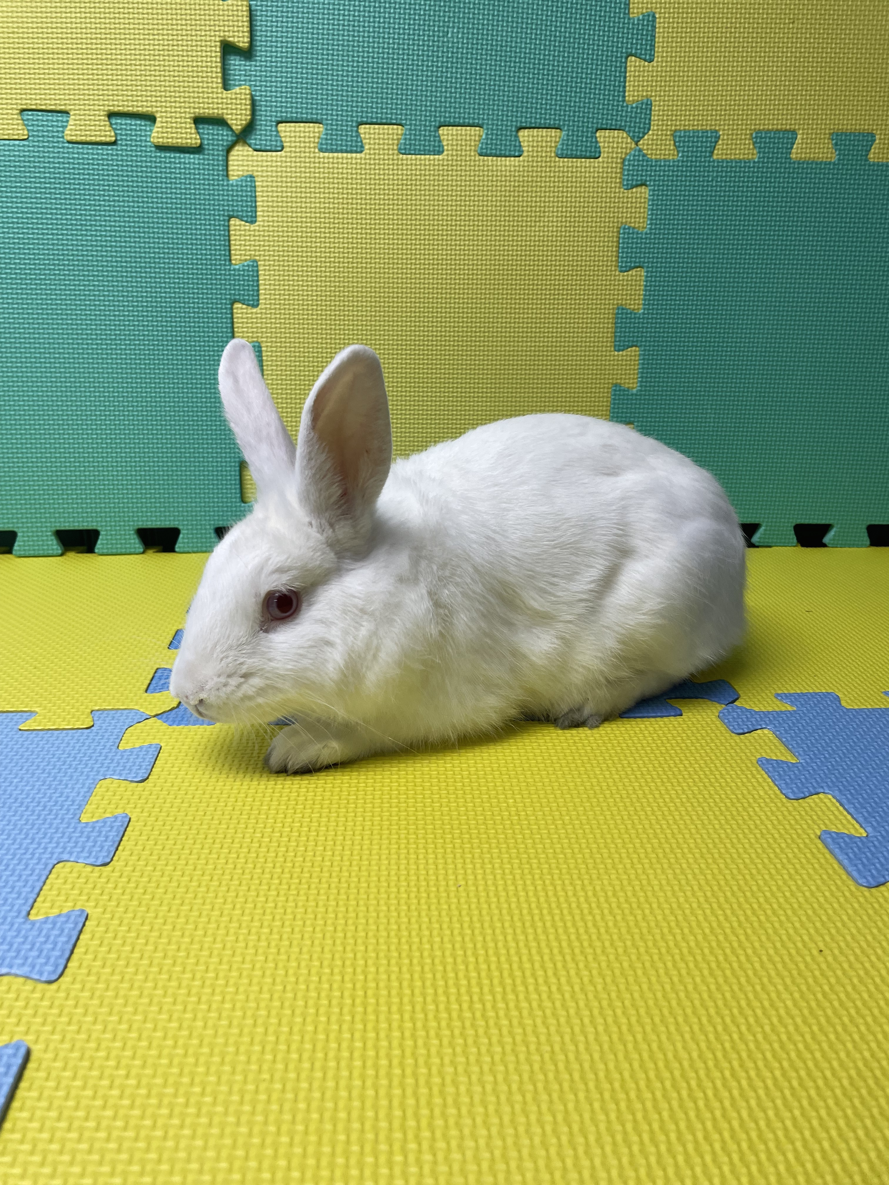 Mannie, Adoptable, Adult Male Bunny Rabbit.