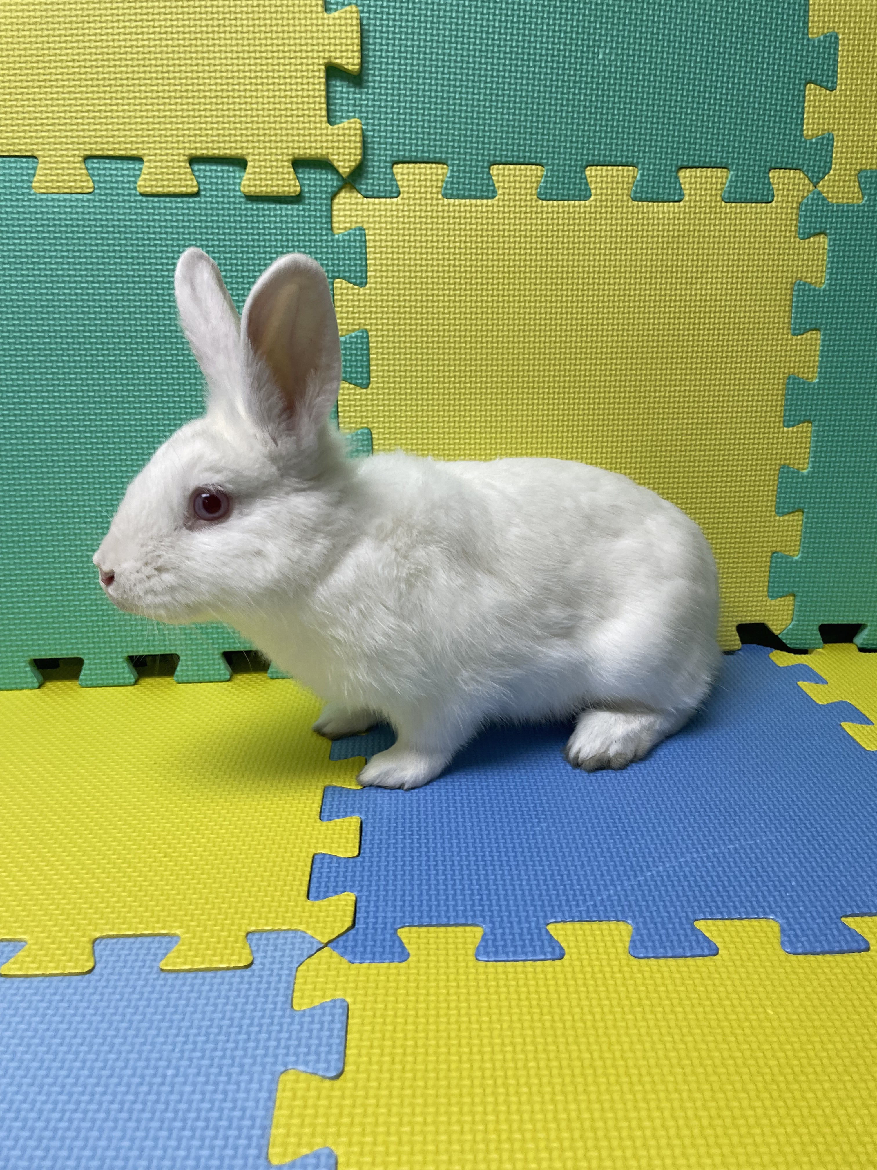 Mannie, a Adoptable Bunny Rabbit in Harrisburg, PA image 2/4