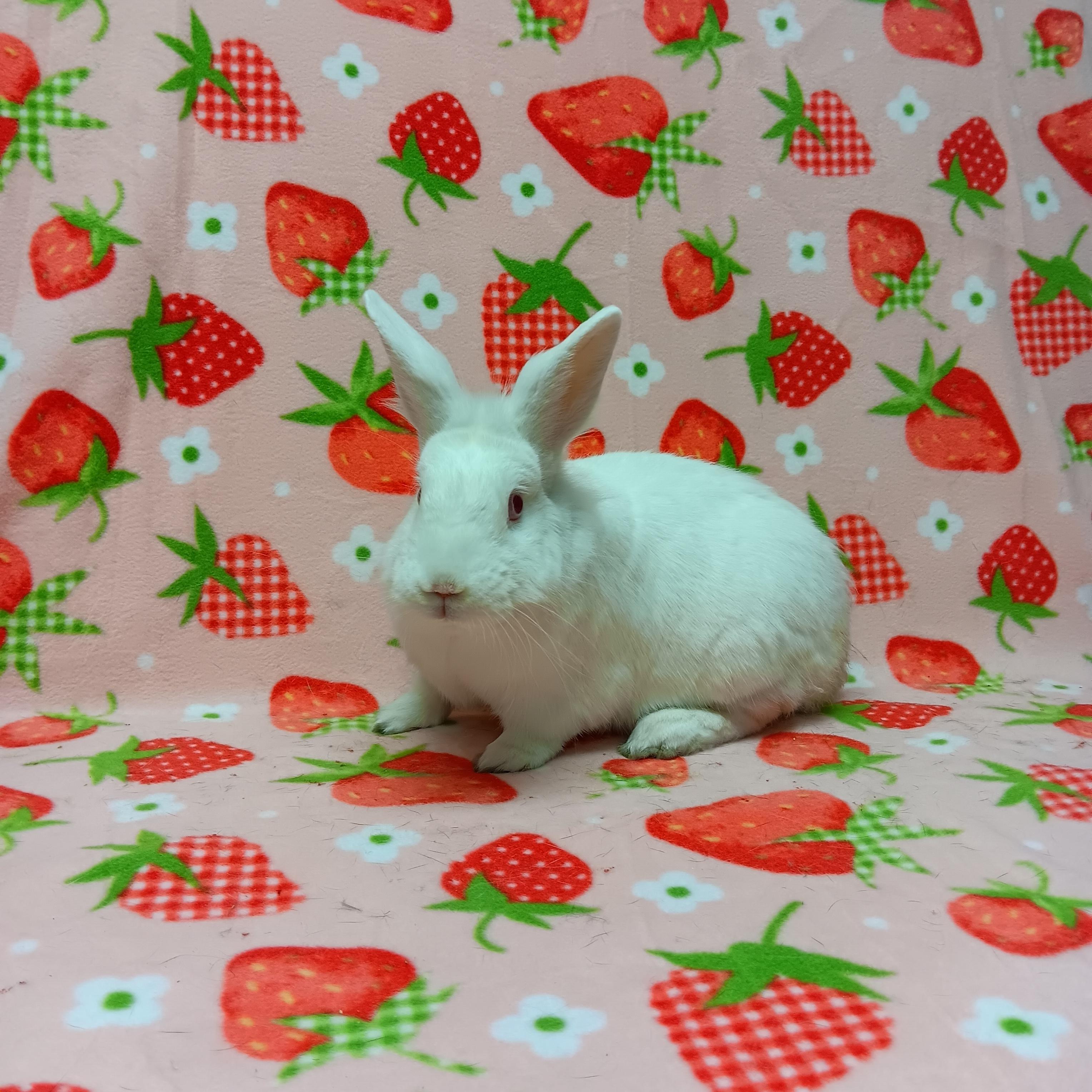 Mannie, a Adoptable Bunny Rabbit in Harrisburg, PA image 3/4