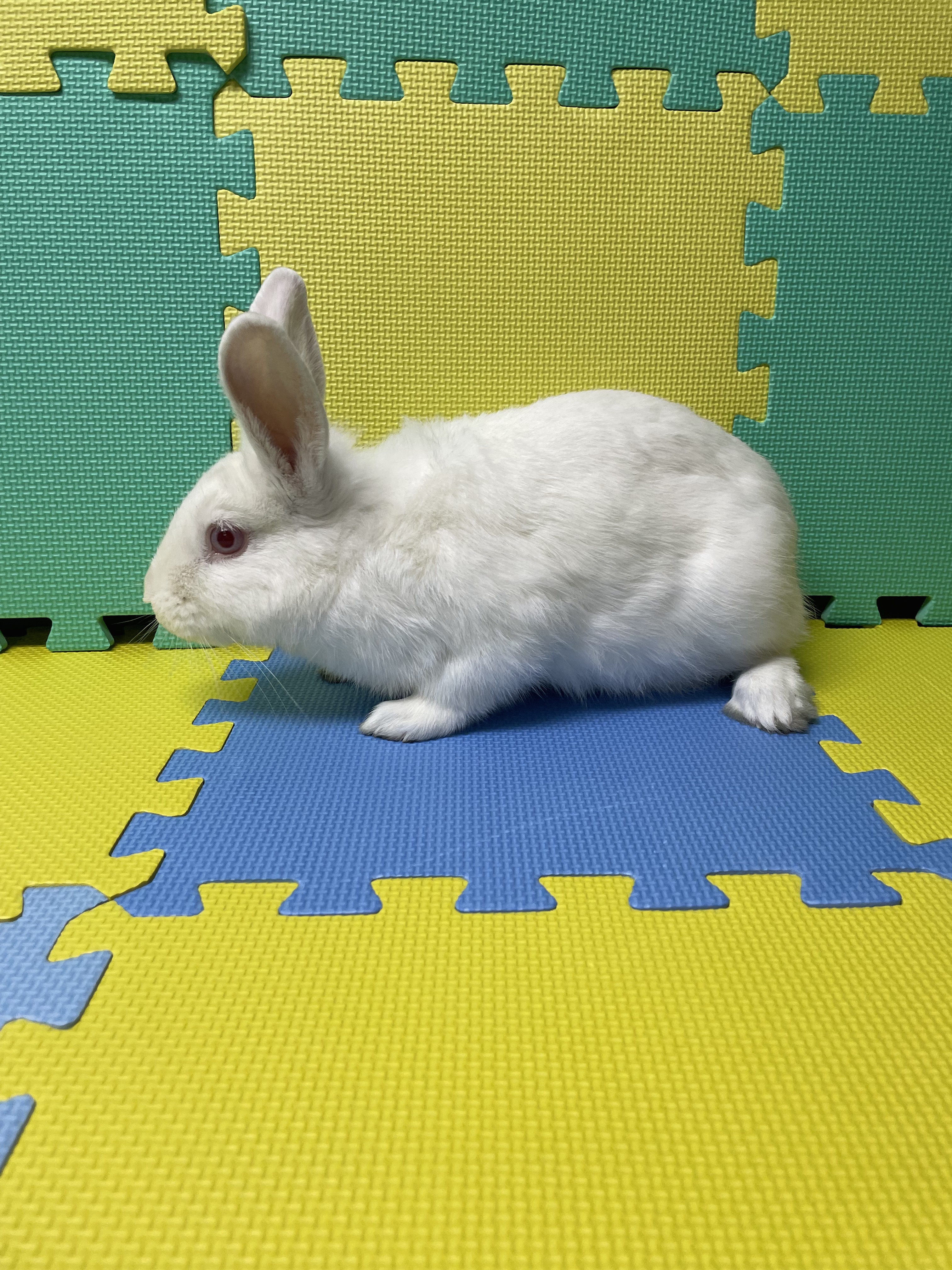 Mannie, a Adoptable Bunny Rabbit in Harrisburg, PA image 4/4