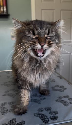 Enlarge Gorly, a Adopted Domestic Long Hair in Sunnyside, WA image 3/4