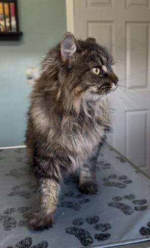 Enlarge Gorly, a Adopted Domestic Long Hair in Sunnyside, WA image 2/4