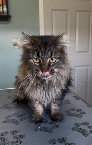 Enlarge Gorly, a Adopted Domestic Long Hair in Sunnyside, WA image 1/4