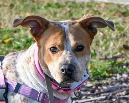 Enlarge Mochi, a Adoptable Mixed Breed in West Seneca, NY image 1/3