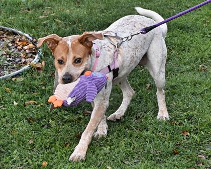 Enlarge Mochi, a Adoptable Mixed Breed in West Seneca, NY image 3/3
