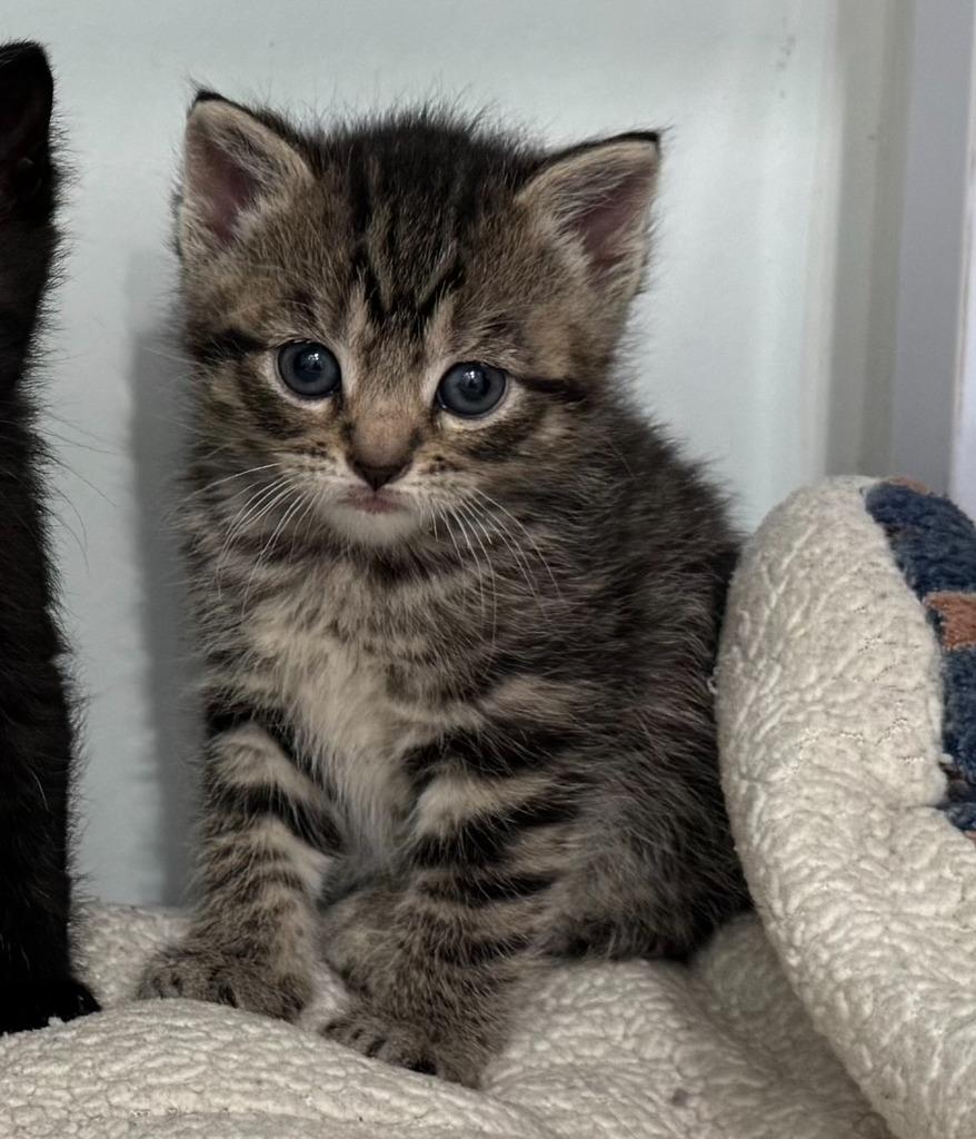 Mandy, Adoptable, Kitten Female Domestic Short Hair.