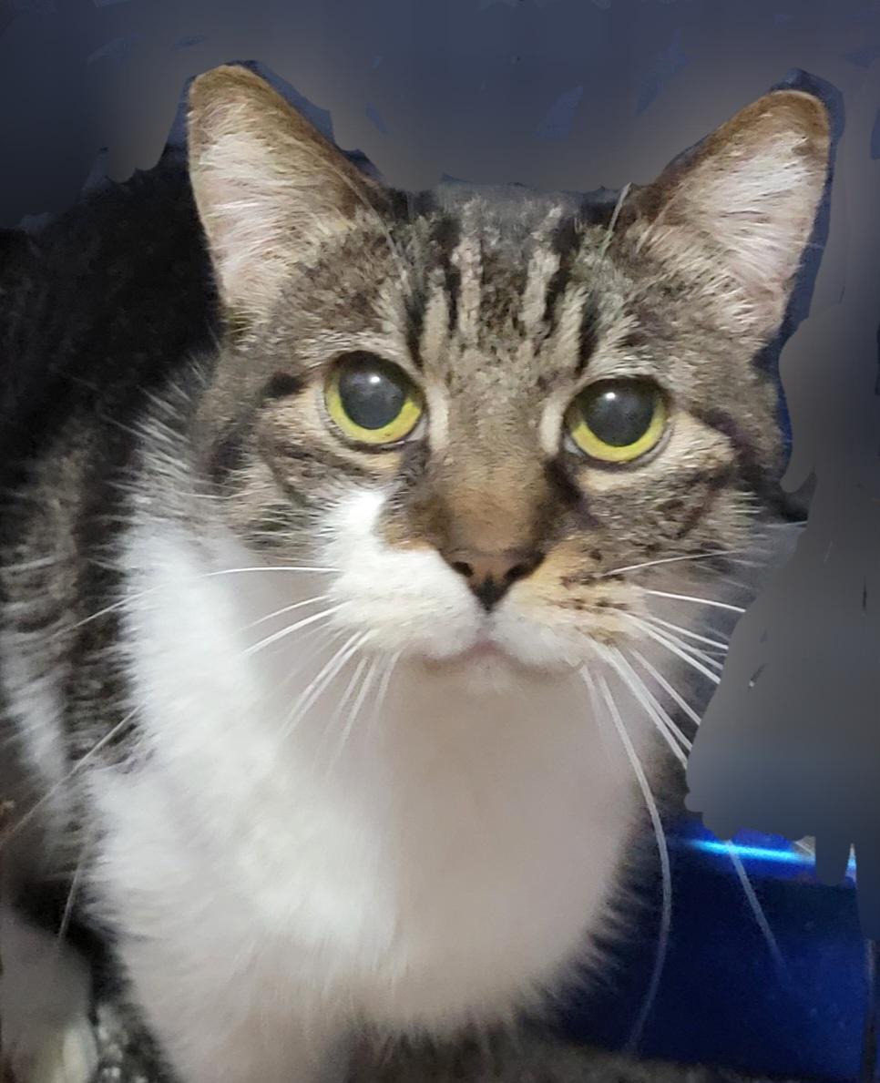 Enlarge Brie, a Adopted mixed breed in River Forest, IL image 1/4