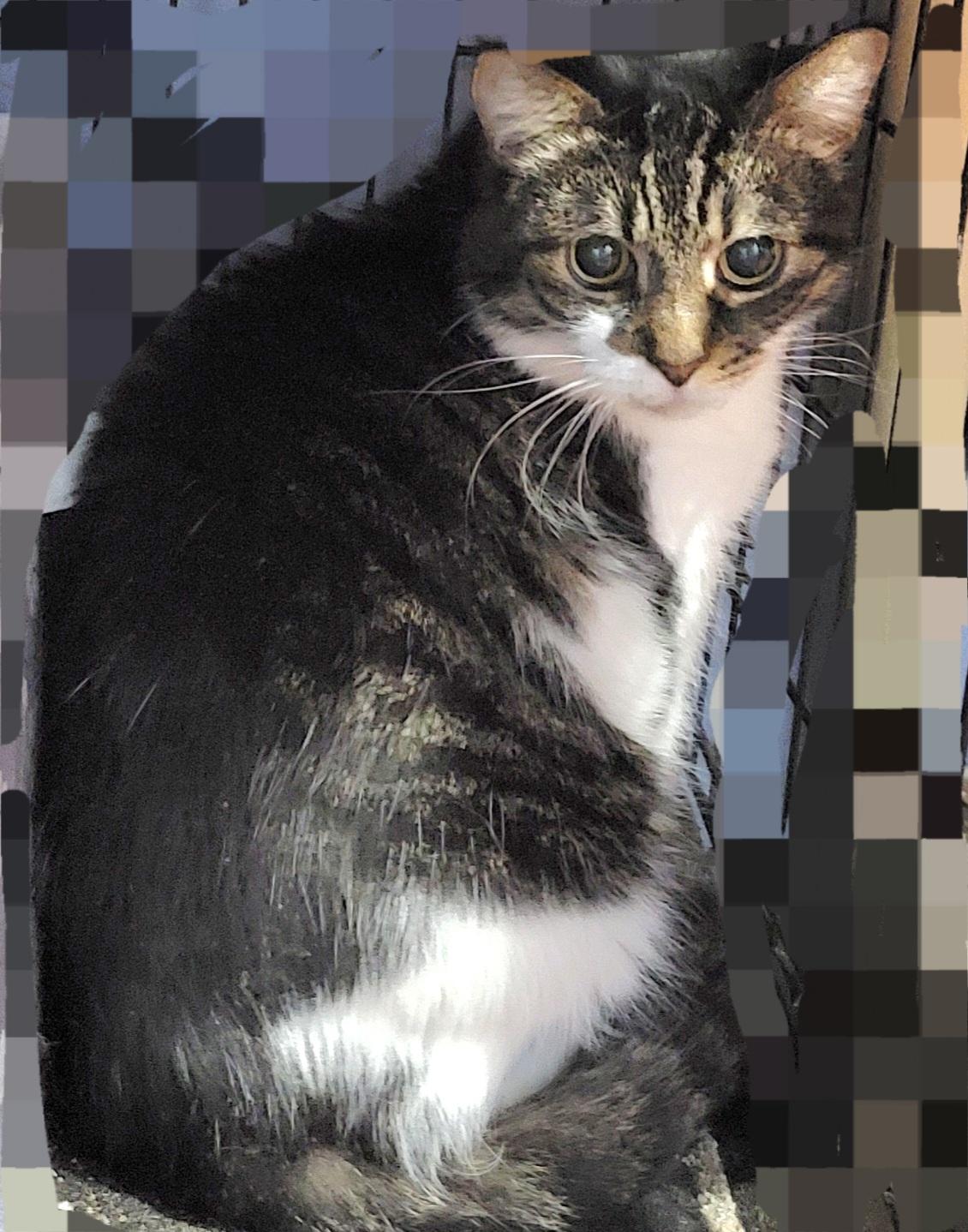 Enlarge Brie, a Adopted mixed breed in River Forest, IL image 2/4