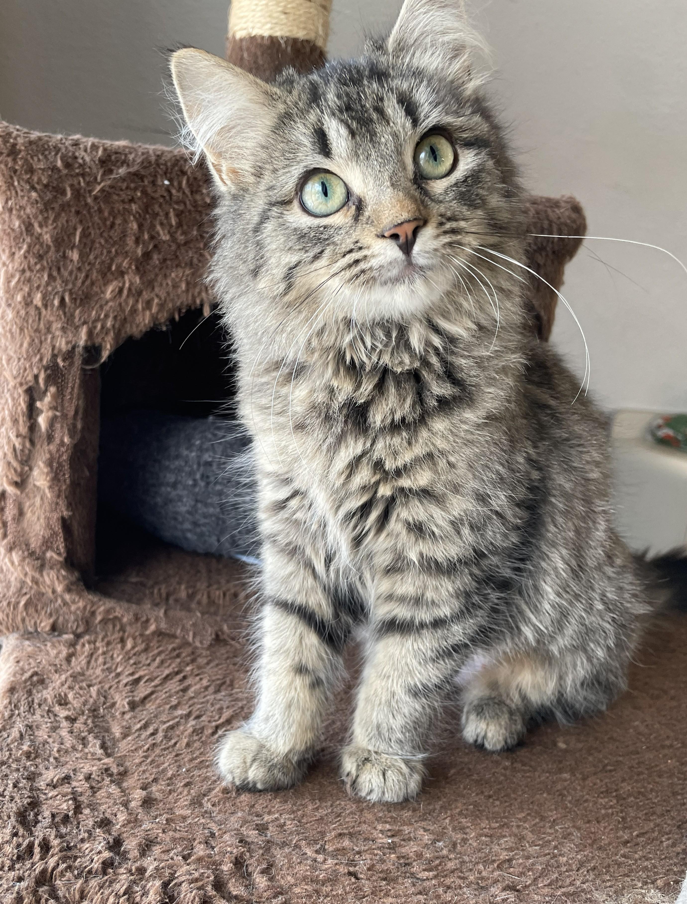 Enlarge Sophie, a Adoptable Domestic Medium Hair in Pickering, ON image 3/6