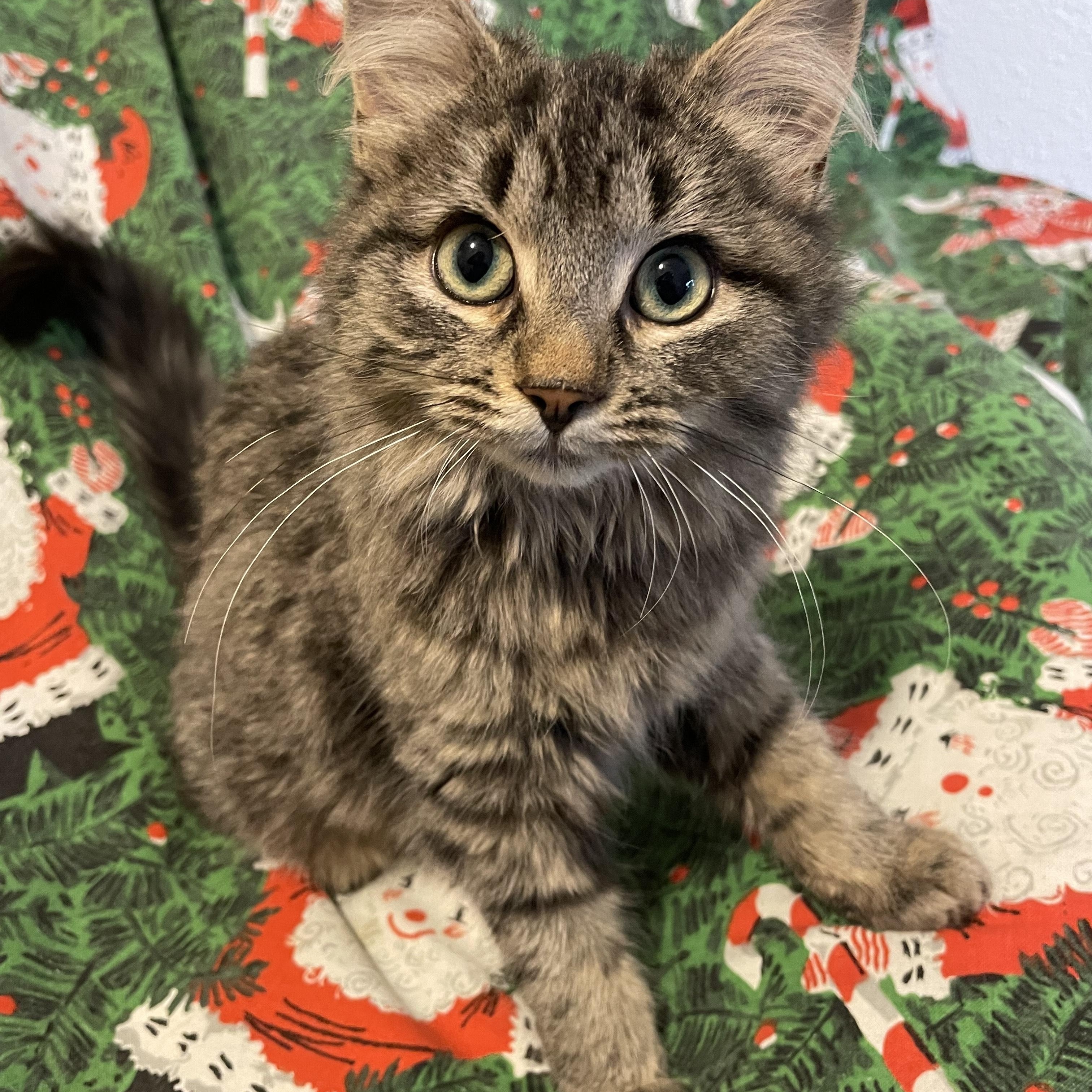 Enlarge Sophie, a Adoptable Domestic Medium Hair in Pickering, ON image 1/6