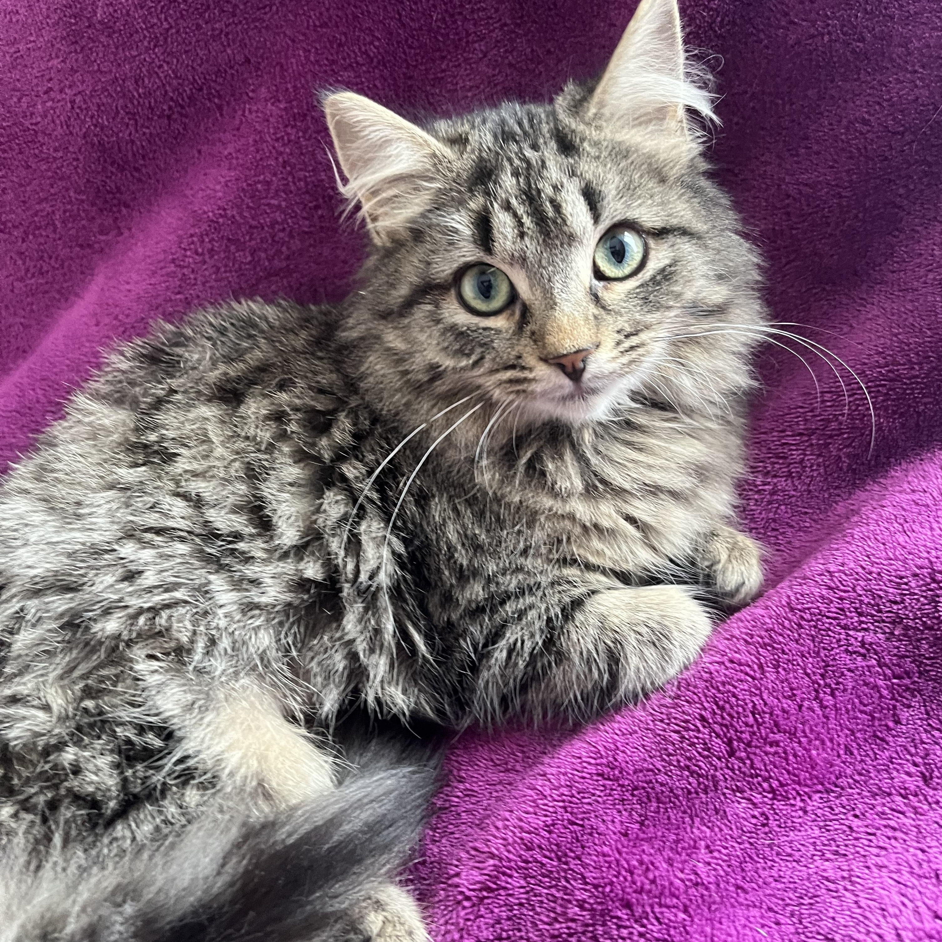 Enlarge Sophie, a Adoptable Domestic Medium Hair in Pickering, ON image 4/6