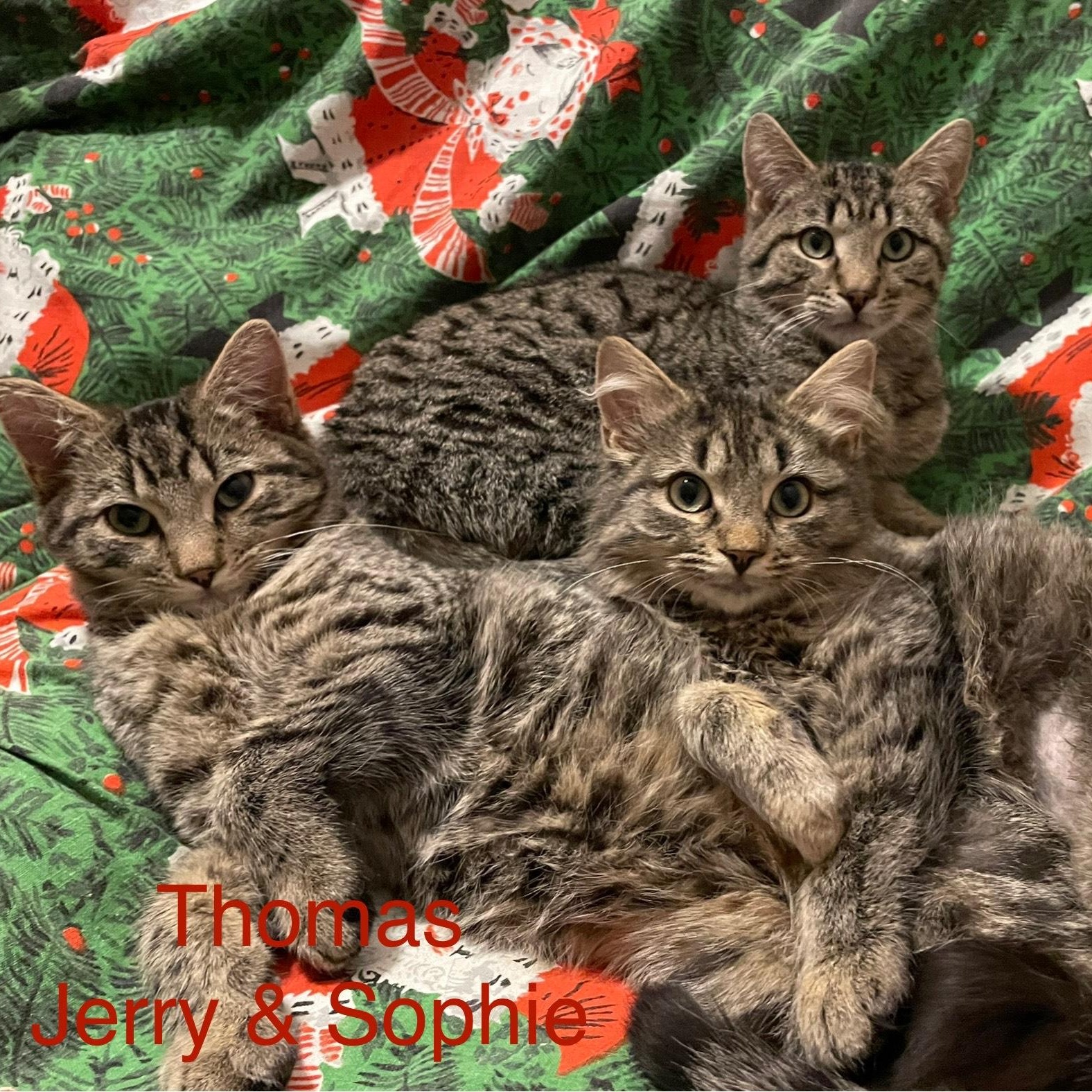 Enlarge Sophie, a Adoptable Domestic Medium Hair in Pickering, ON image 5/6