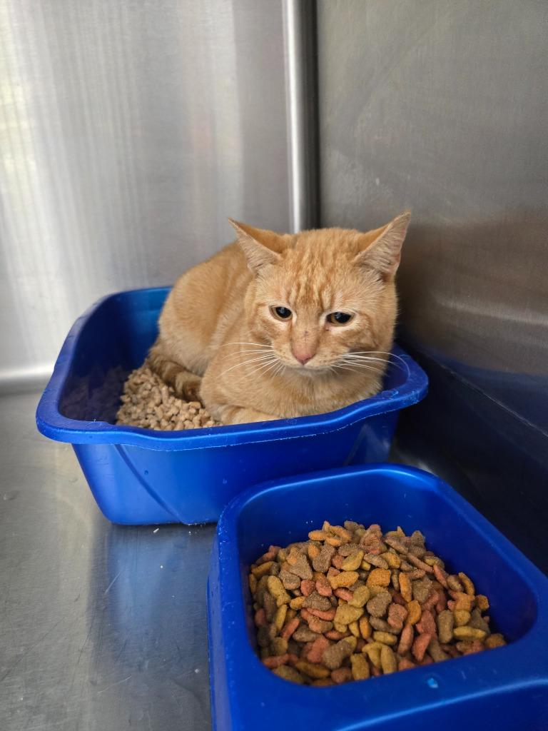 Enlarge Whiskey, a Adoptable mixed breed in Mount Gilead, NC image 1/1
