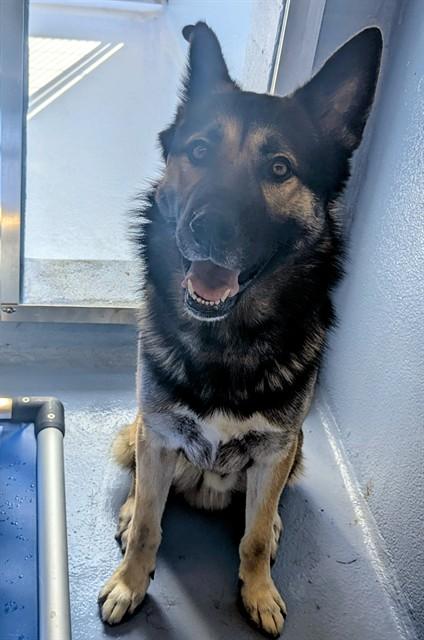 MILO, Adoptable, Adult Male German Shepherd Dog.