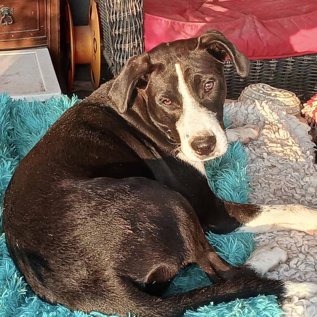 Juan Carlos, Adoptable, Adult Male Retriever & Terrier.