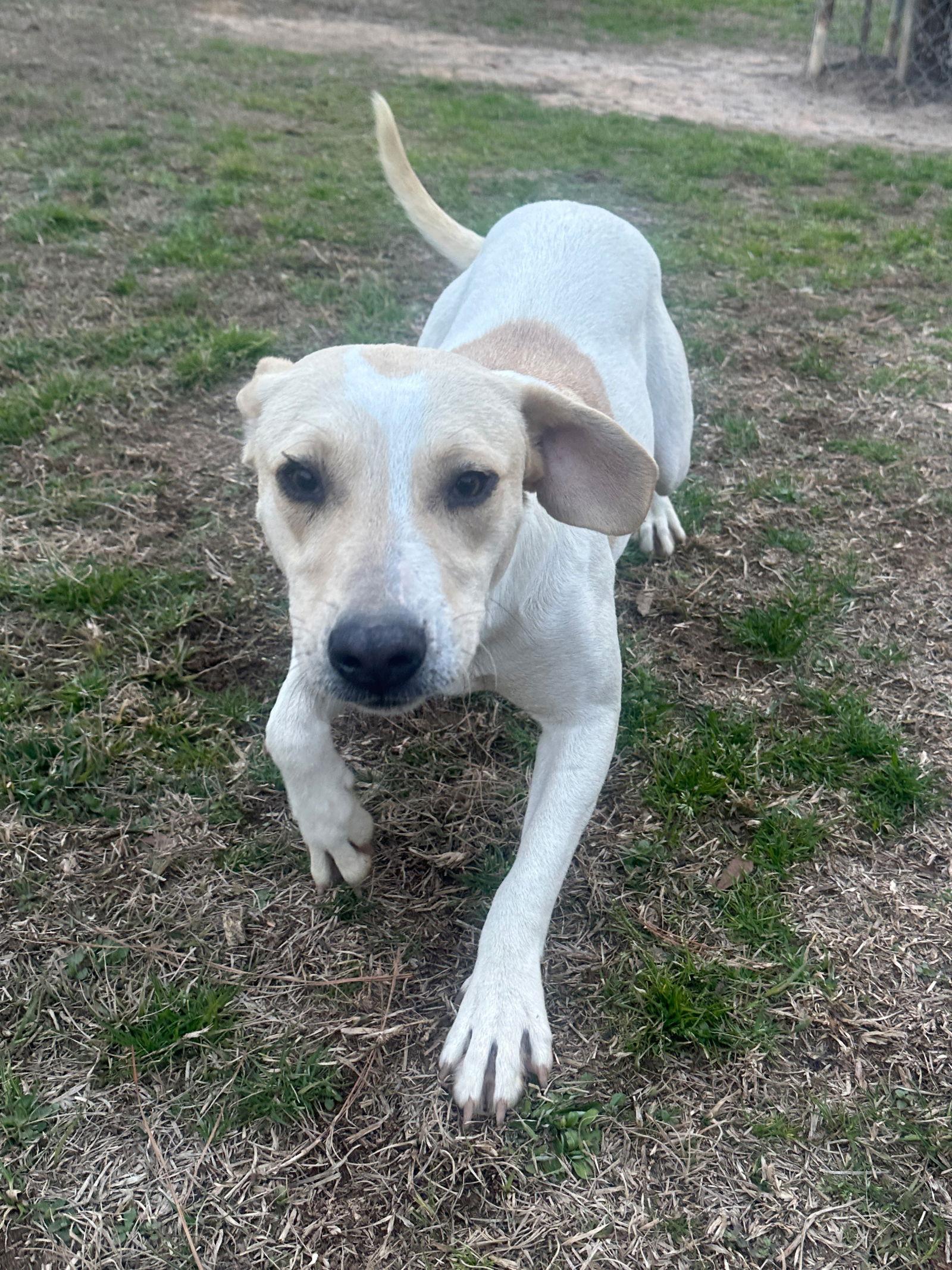 Enlarge Penny, a Adoptable Hound in Eastman, GA image 1/2