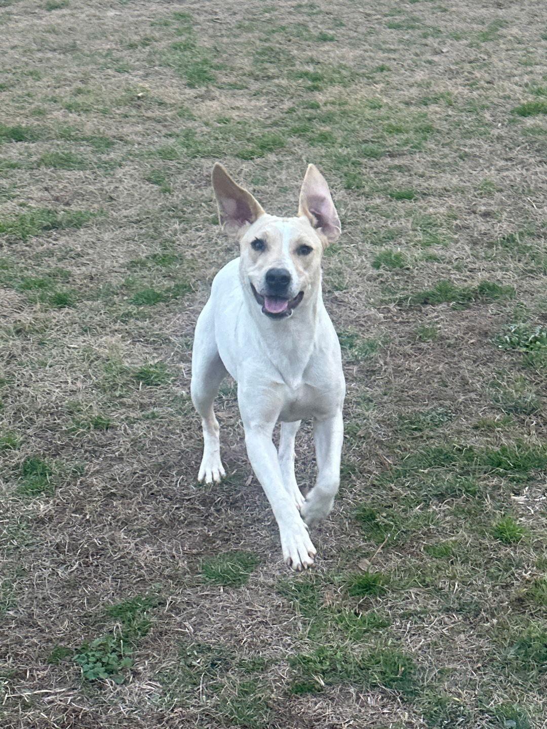Enlarge Penny, a Adoptable Hound in Eastman, GA image 2/2