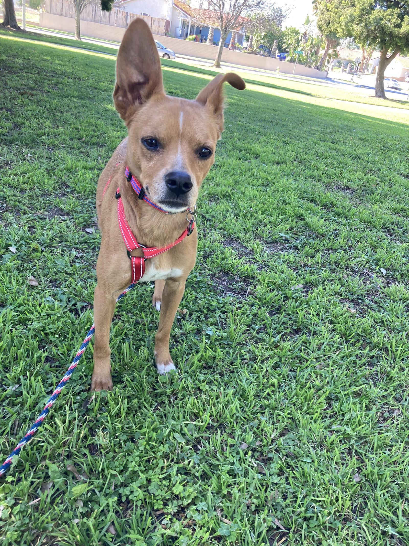 Findley - Courtesy Post, Adoptable, Young Male Chihuahua & German Pinscher.