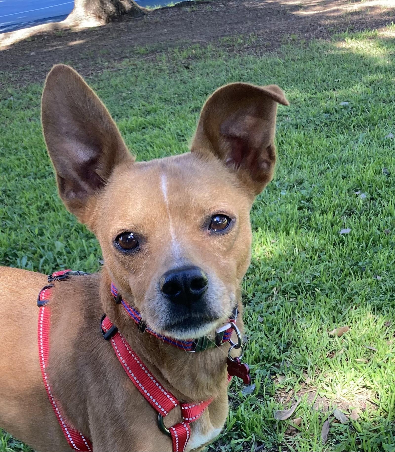 Enlarge Findley - Courtesy Post, a Adoptable mixed breed in San Diego, CA image 2/3