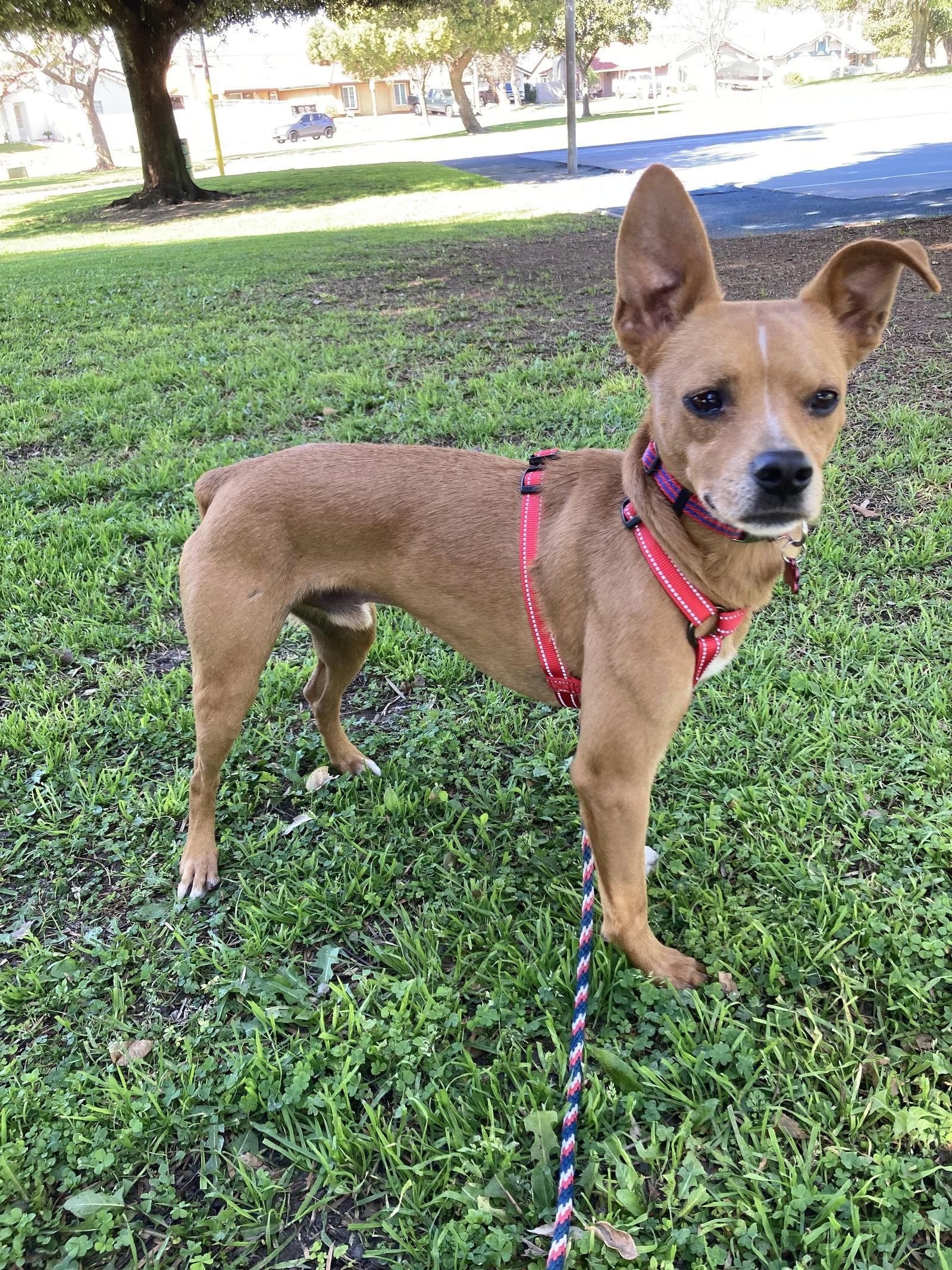 Enlarge Findley - Courtesy Post, a Adoptable mixed breed in San Diego, CA image 3/3