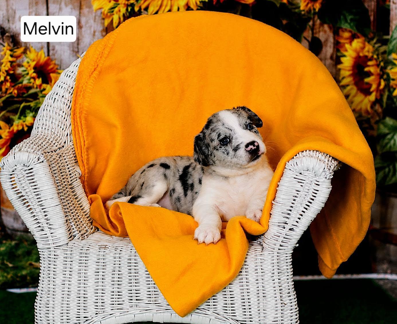 Merlin, Melvin, and Marvin, adopted, Puppy Male Australian Shepherd.