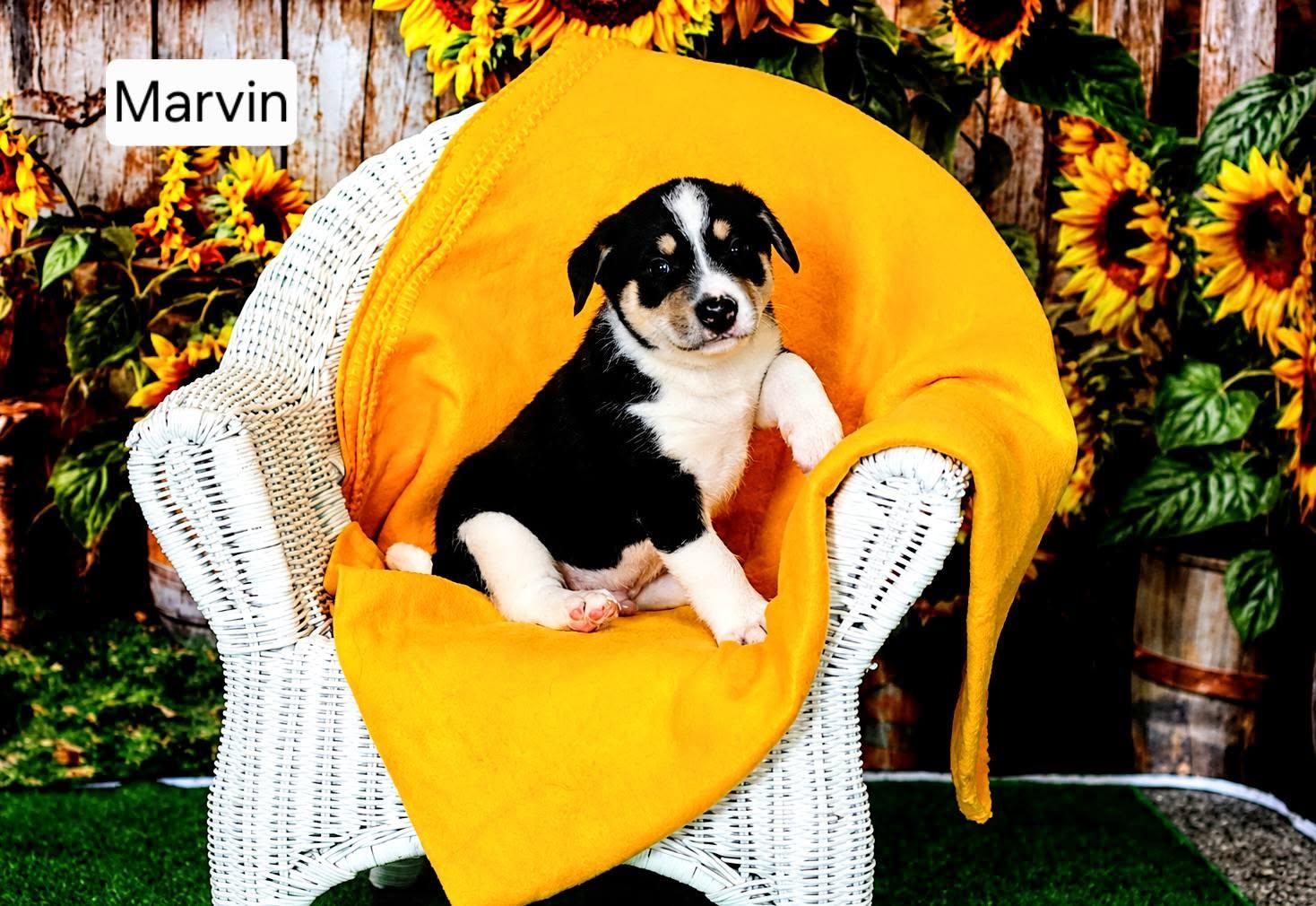 Enlarge Merlin, Melvin, and Marvin, an adopted mixed breed in Mclean, IL image 2/2
