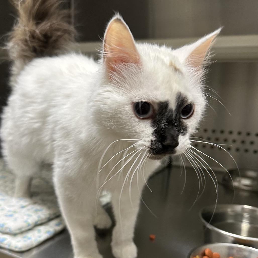 Willa, Adoptable, Young Female Domestic Medium Hair.