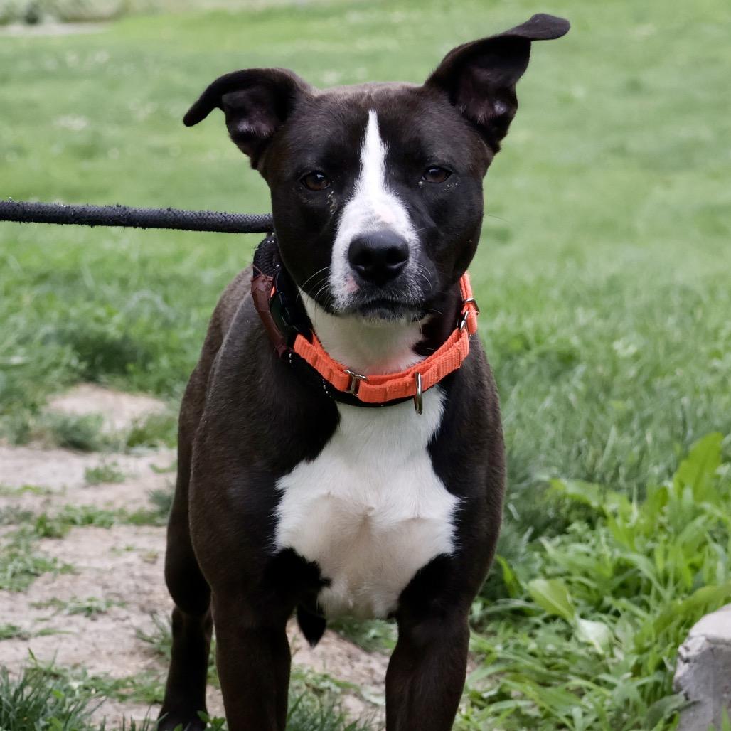 Cally, a Adoptable mixed breed in St Joseph, MO image 1/4