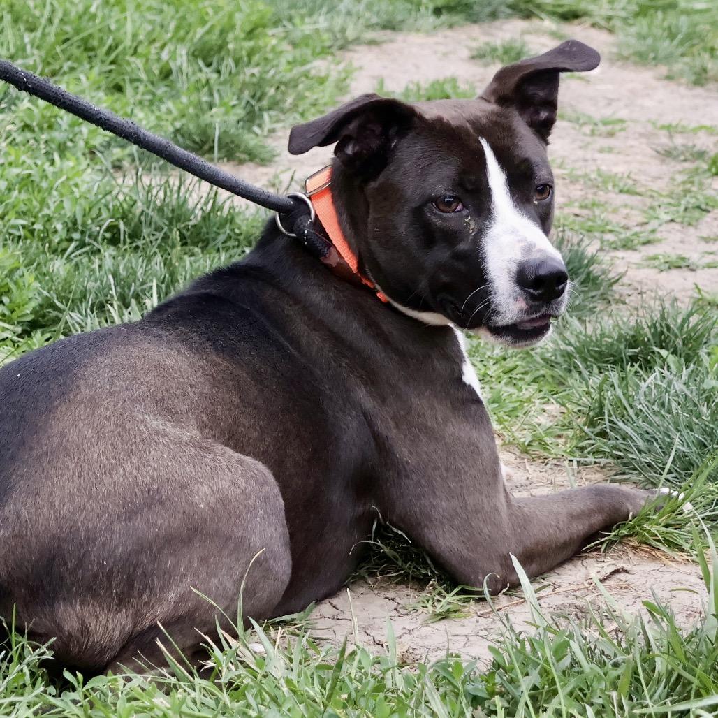Cally, a Adoptable mixed breed in St Joseph, MO image 2/4