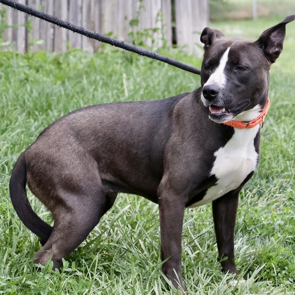Cally, a Adoptable mixed breed in St Joseph, MO image 3/4