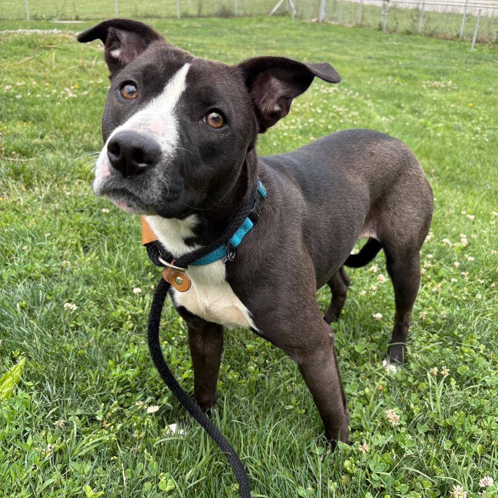 Cally, a Adoptable mixed breed in St Joseph, MO image 4/4