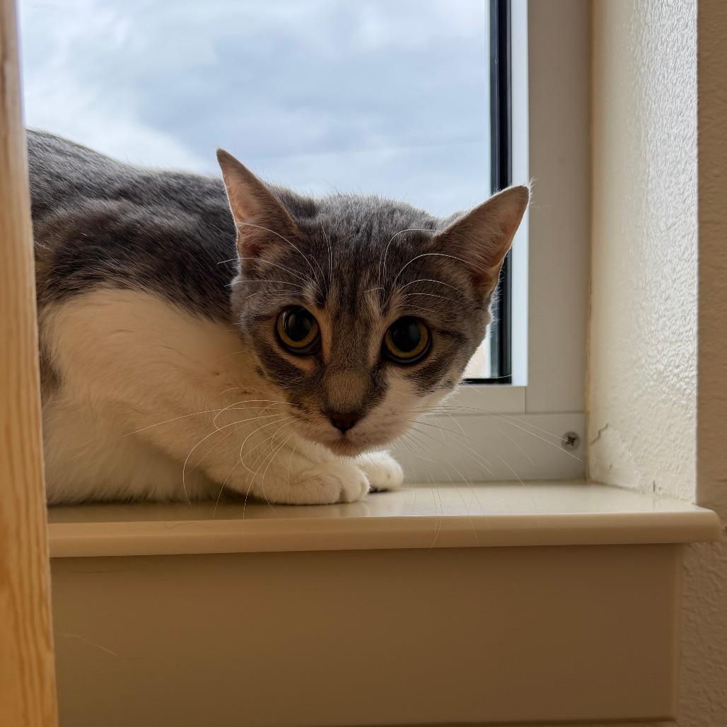 Tina, Adoptable, Young Female Domestic Short Hair.
