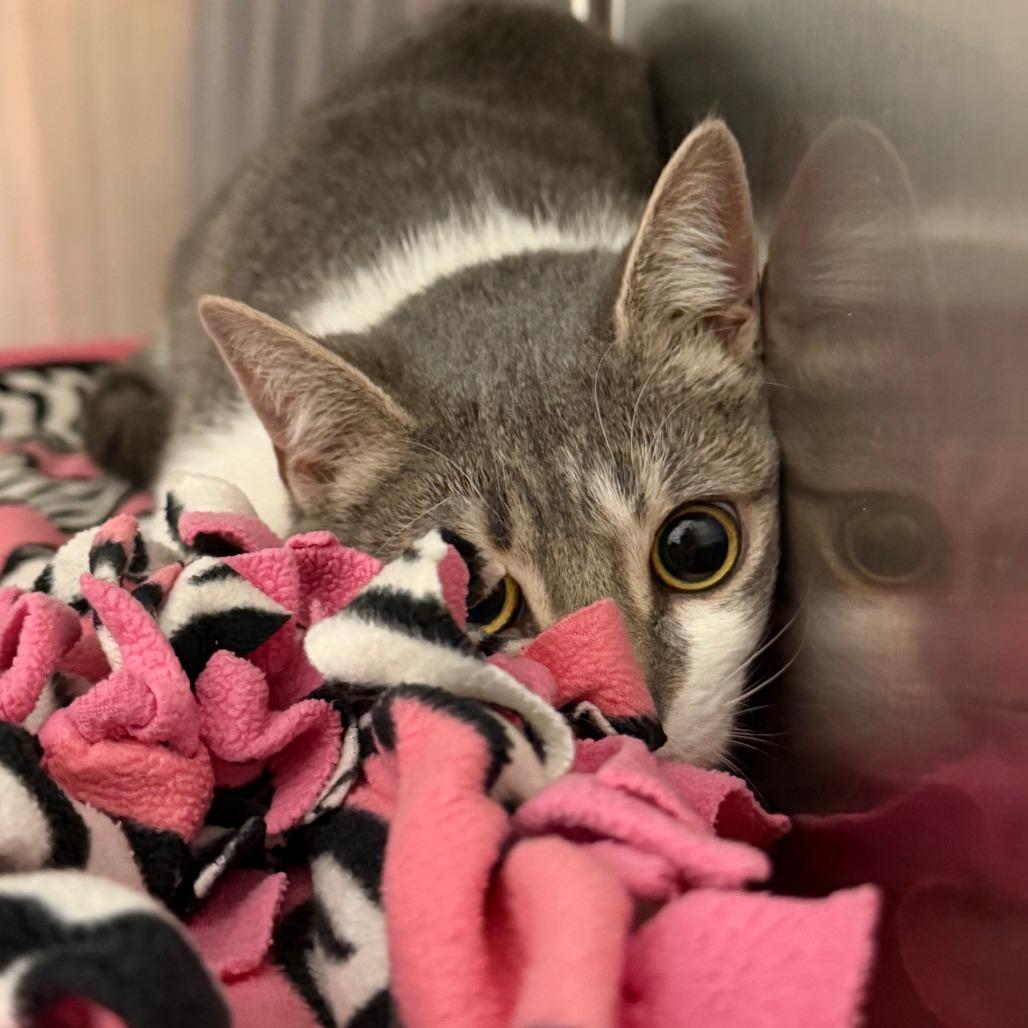 Enlarge Tina, a Adoptable Domestic Short Hair in Cody, WY image 2/2
