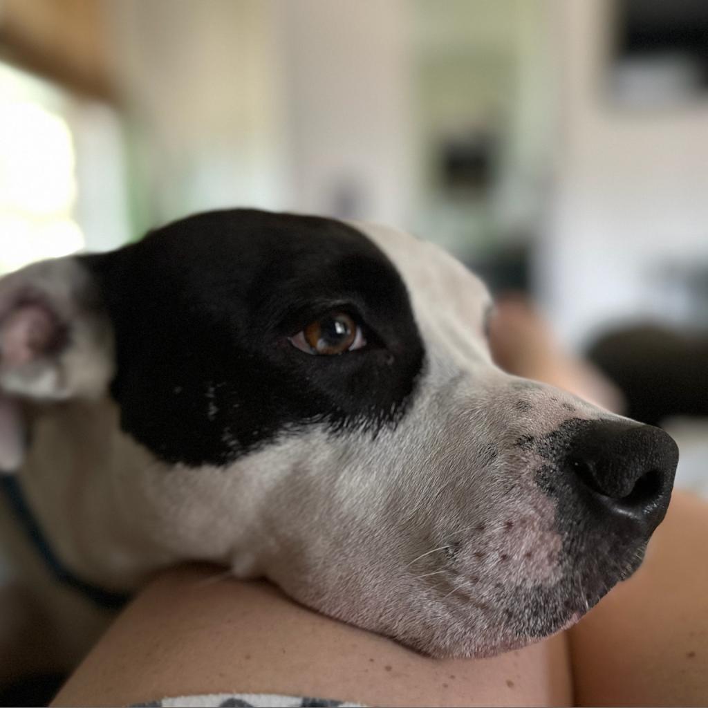 Ferguson, a Adoptable Pit Bull Terrier in Dallas, TX image 1/6