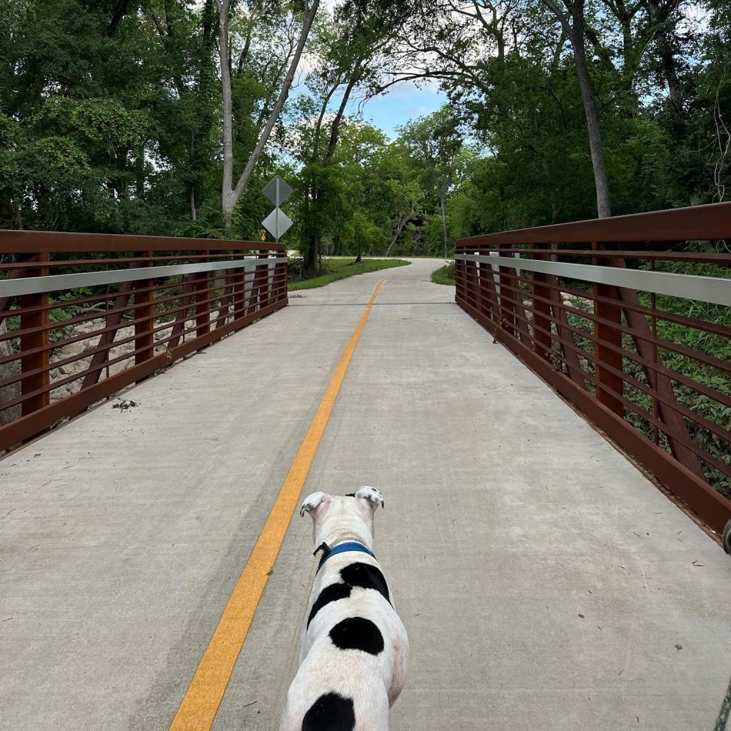 Ferguson, a Adoptable Pit Bull Terrier in Dallas, TX image 2/6