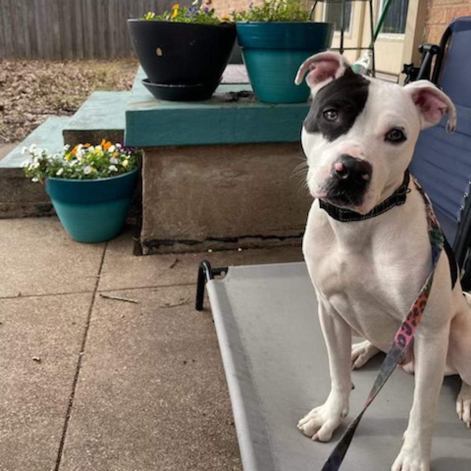 Ferguson, a Adoptable Pit Bull Terrier in Dallas, TX image 3/6