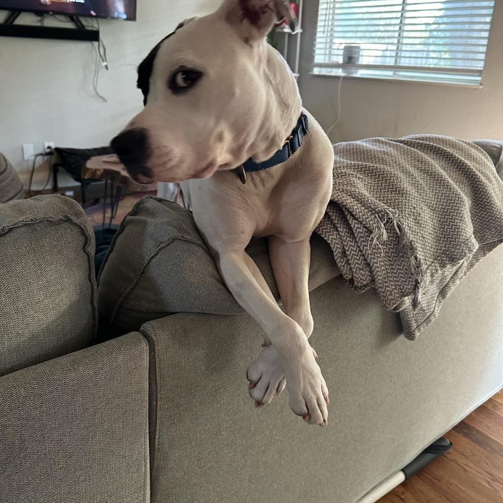 Ferguson, a Adoptable Pit Bull Terrier in Dallas, TX image 4/6