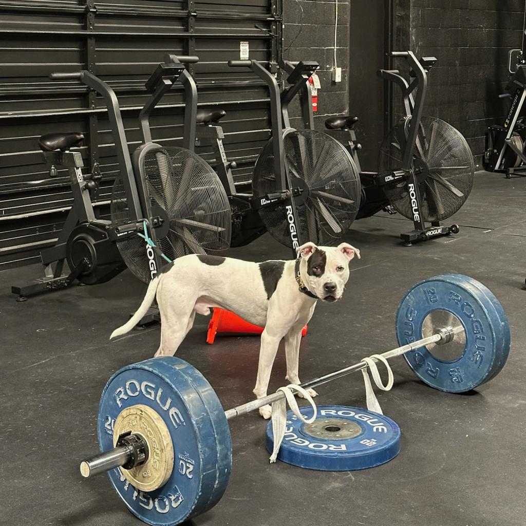 Ferguson, a Adoptable Pit Bull Terrier in Dallas, TX image 5/6