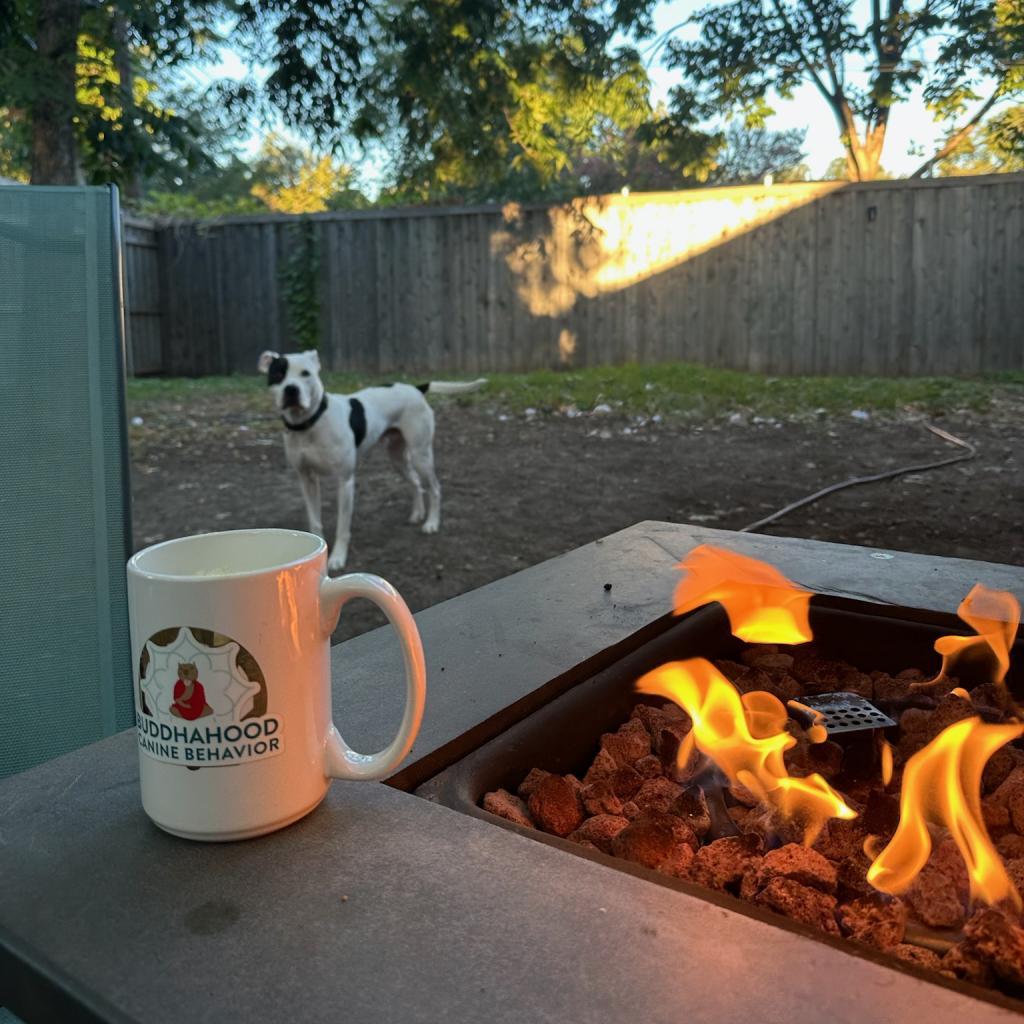 Ferguson, a Adoptable Pit Bull Terrier in Dallas, TX image 6/6