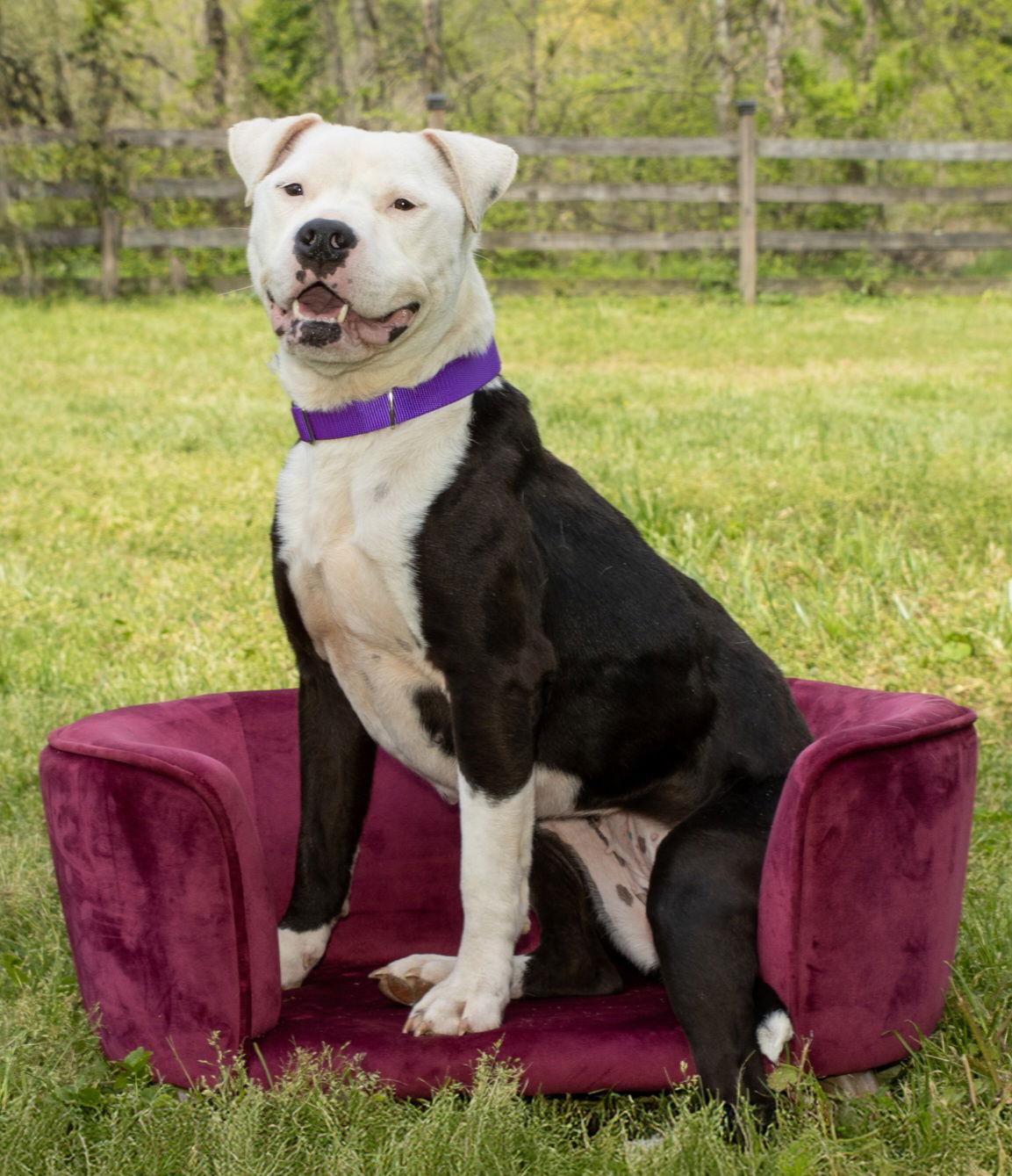 Enlarge BIMBI, a Adoptable Pit Bull Terrier in Franklin, TN image 1/3
