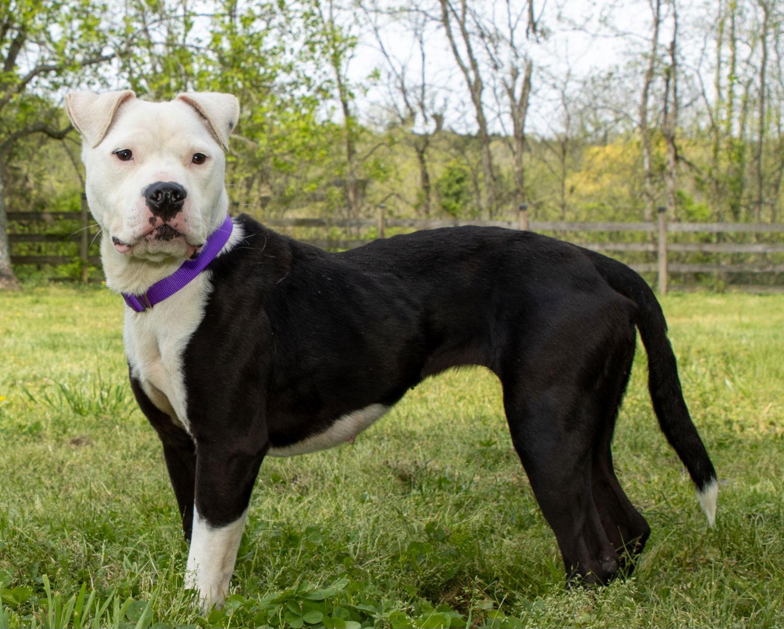 Enlarge BIMBI, a Adoptable Pit Bull Terrier in Franklin, TN image 2/3