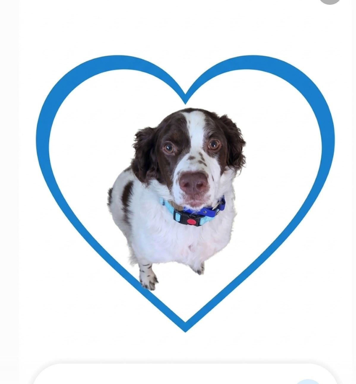 Enlarge UT/Ripley, a Adoptable Brittany Spaniel in Salt Lake City, UT image 1/3
